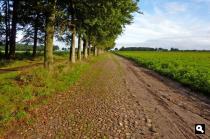 in bosgebied Buinerveld