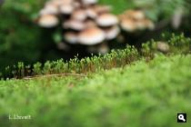 Groene Wissel Wolfheze