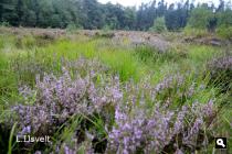 Groene Wissel Wolfheze