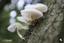 Groene Wissel Wolfheze
