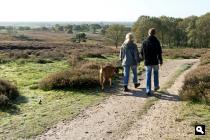 Mookerheide, heide 1