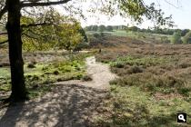 Mookerheide, heide 2