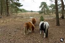 Kruishaarse Heide