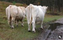 Grazers