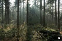 Landgoed Huize Almelo, Nijreesbos