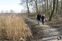 Friescheveen