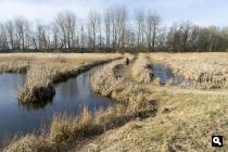 Friescheveen