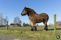 Achterhoekse knol