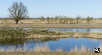 Oostvaardersplassen