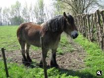 Groene Wissel Kapelle-Biezelinge
