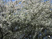 Groene Wissel Kapelle-Biezelinge