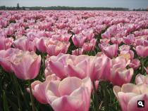 Groene Wissel Hillegom