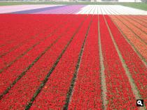Groene Wissel Hillegom