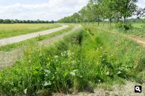 Heggenveld
