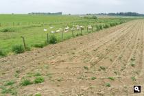 Hoogveld