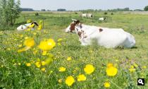 Eendenpoelse Buitenpolder