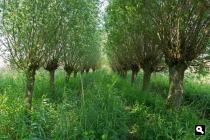 Eendenpoelse Buitenpolder