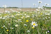 Eendenpoelse Buitenpolder