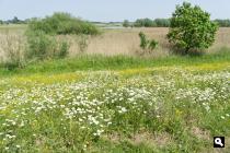 Eendenpoelse Buitenpolder