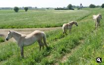 Rosandse Polder