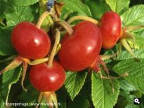 Groene Wissels Groene Wissels