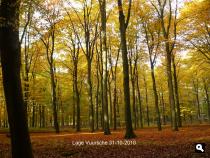 Herfstkleuren in De Vuursche