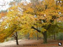 Herfstkleuren DeVuursche 5