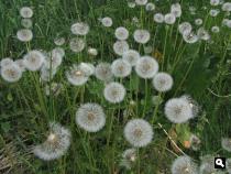 Groene Wissel Breukelen