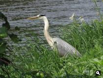 Groene Wissel Breukelen