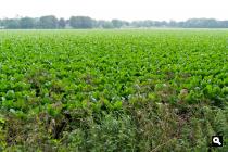 Verstild akkerland