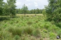 Dalerveense Veen