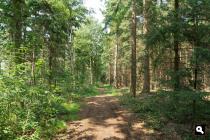 Lange Slagen, bos