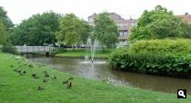Swammerdamsingel