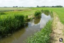 Zandeweerstermaar