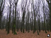 Dansende bomen