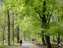 Trage Tocht Drie: dansende bomenbos