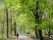 Trage Tocht Drie: dansende bomenbos