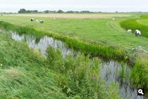 Polder Boksum