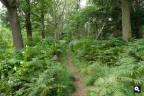 Baronie Cranendonck, varenbos