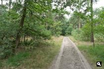 Soerendonk, bos