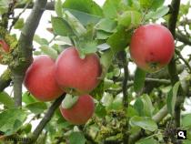 Appeltjes