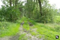 Hooge Heide