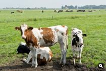 Polder Workumermeer
