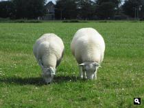 Groene Wissel Schagen