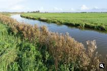 De Oude Riet