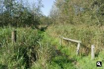 Waldmieden