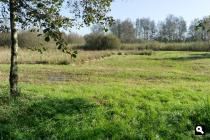Waldmieden
