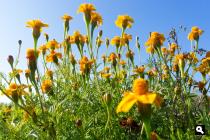 Bloemenakkertje