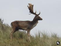 Damhert in de herfst