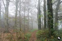 Bos langs de Klarenbeek